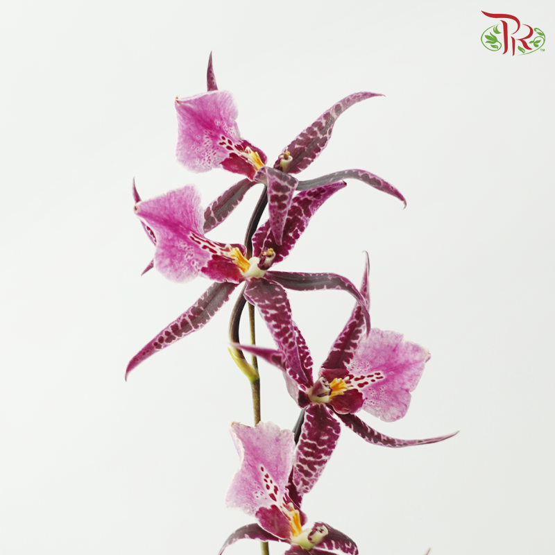 Arachnis (Scorpion Orchid) (Half Bunch)