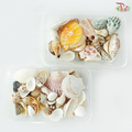 Light Green Conch & Seashell (Per Box) (Random Mix)