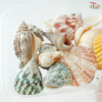 Light Green Conch & Seashell (Per Box) (Random Mix)
