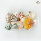 Light Green Conch & Seashell (Per Box) (Random Mix)