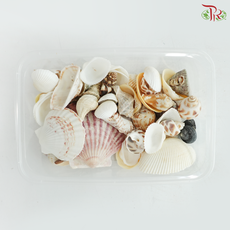 Light Green Conch & Seashell (Per Box) (Random Mix)