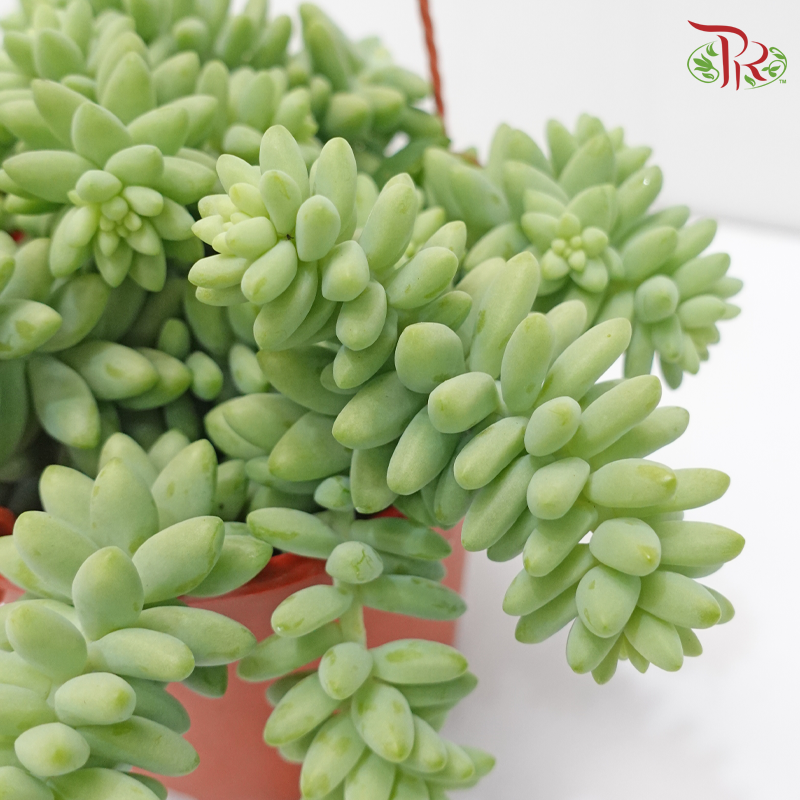 Sedum Morganianum P150《新玉缀》