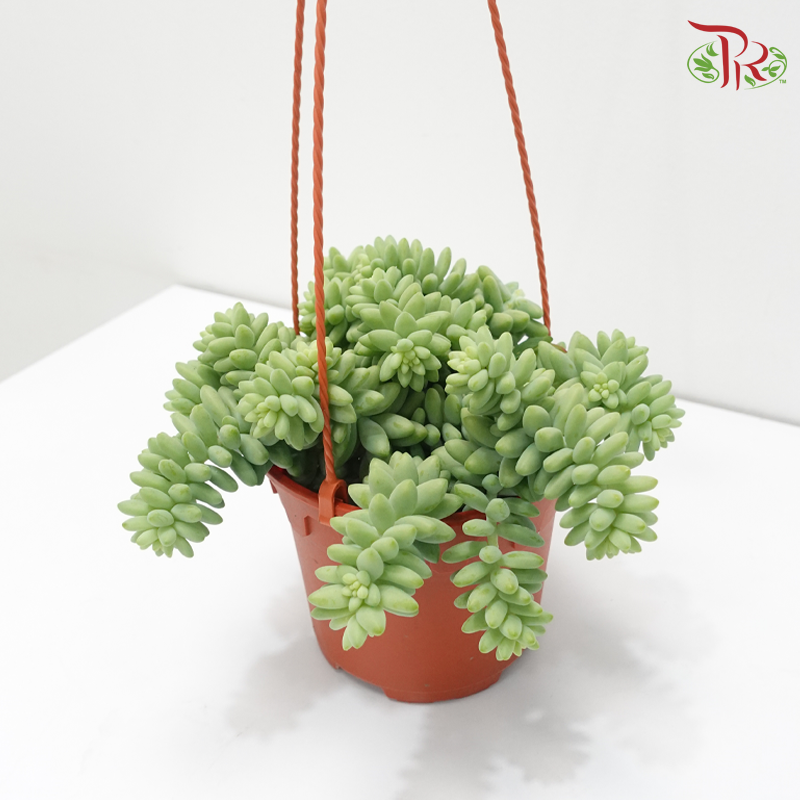 Sedum Morganianum P150《新玉缀》