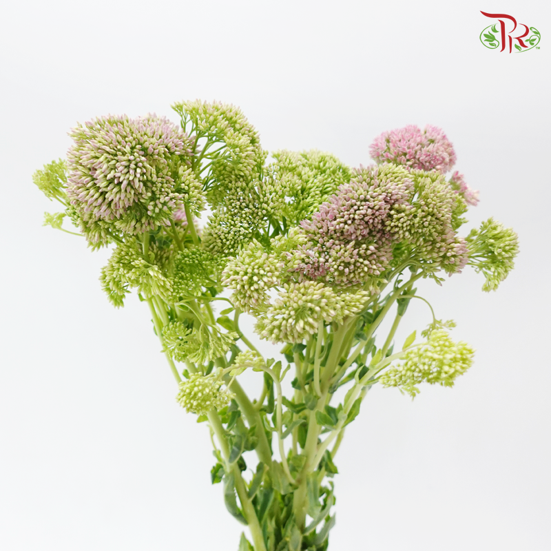 Sedum - Pink (Per Bunch)