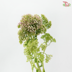 Sedum - Pink (Per Bunch)