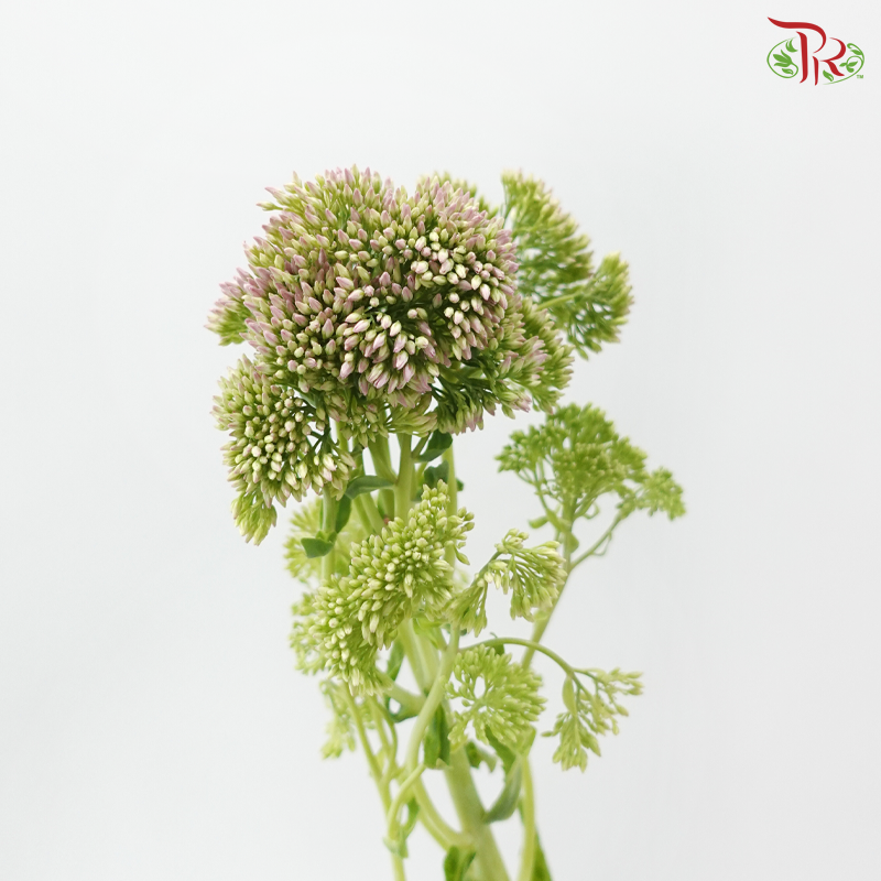 Sedum - Pink (Per Bunch)