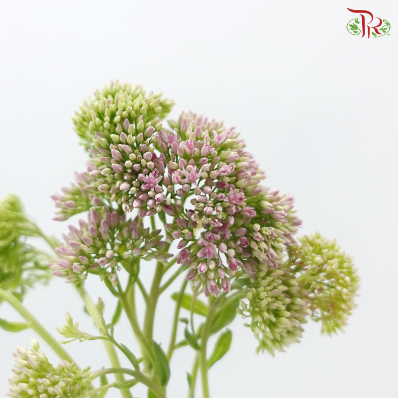 Sedum - Pink (Per Bunch)