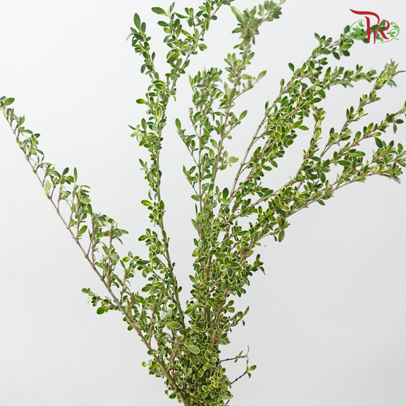 Serissa Japonica