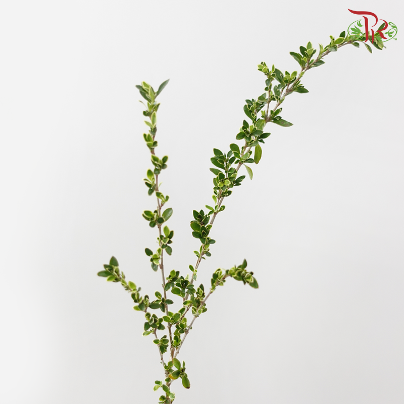 Serissa Japonica
