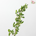 Serissa Japonica