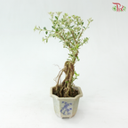 Serissa Japonica Root P105A《六月雪》