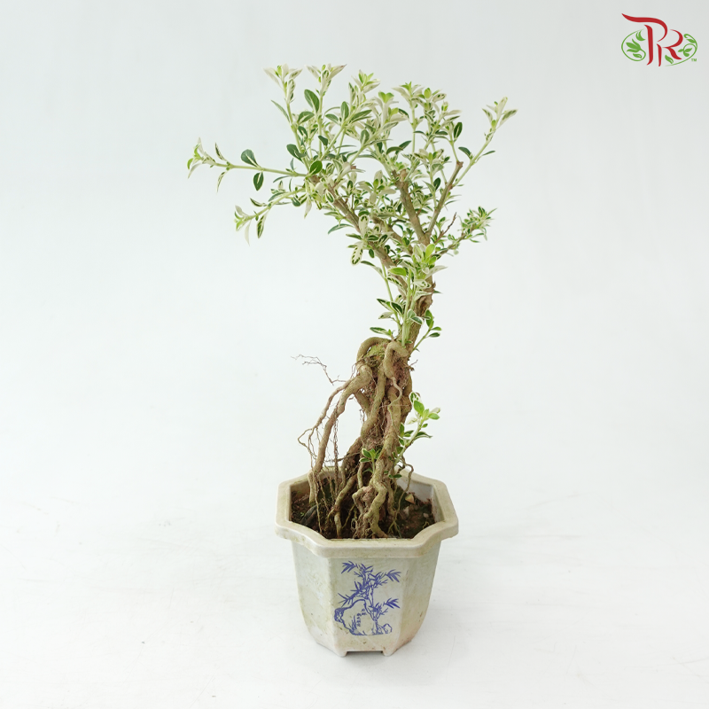 Serissa Japonica Root P105A《六月雪》
