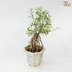 Serissa Japonica Root P105A《六月雪》