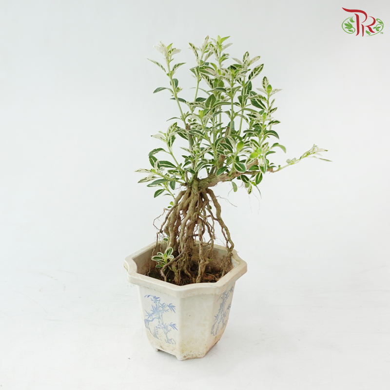 Serissa Japonica Root P105A《六月雪》