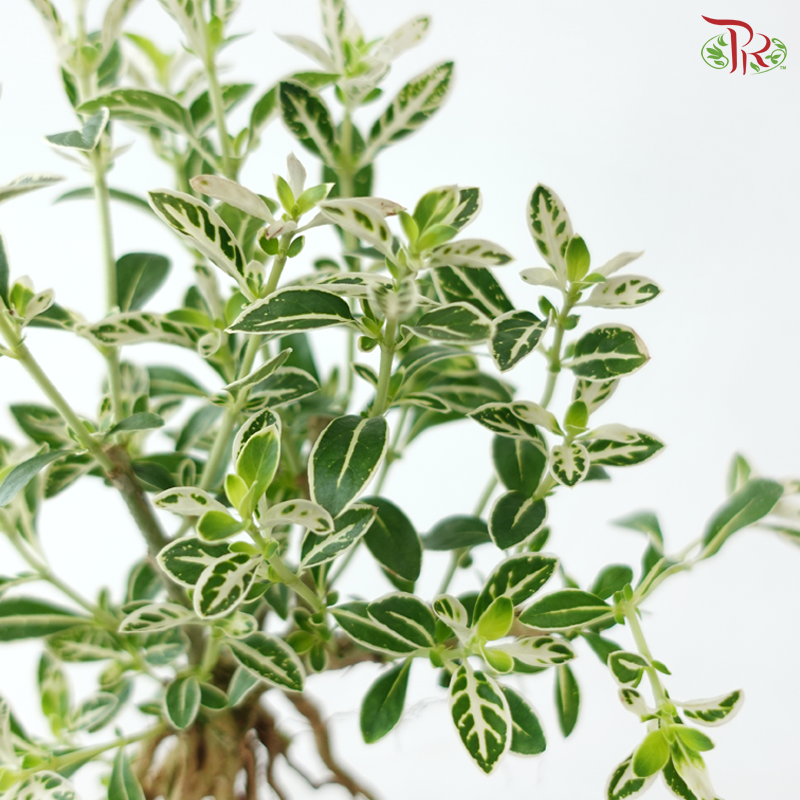 Serissa Japonica Root P105A《六月雪》