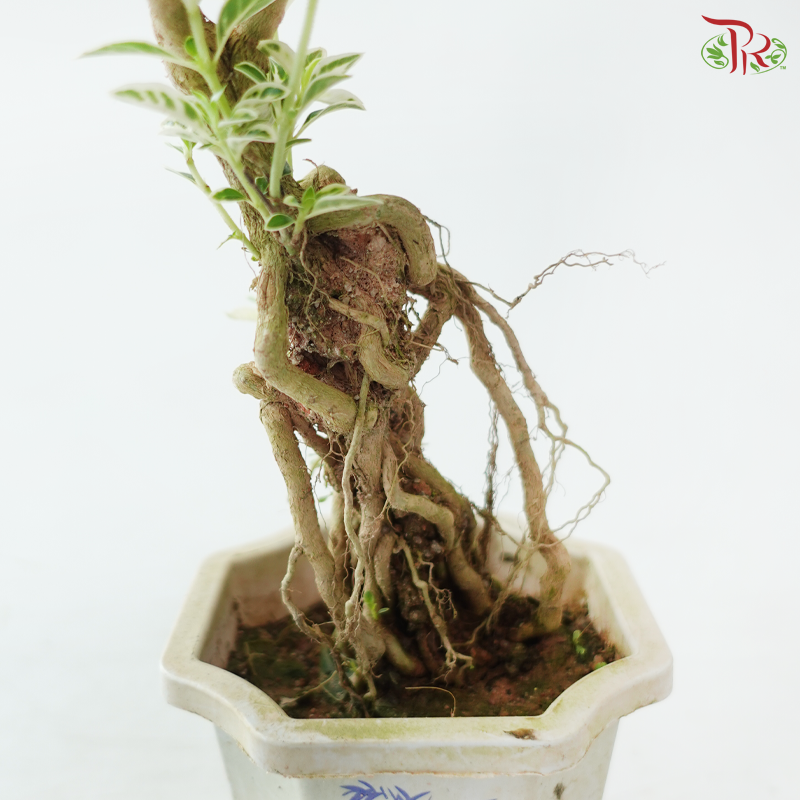 Serissa Japonica Root P105A《六月雪》