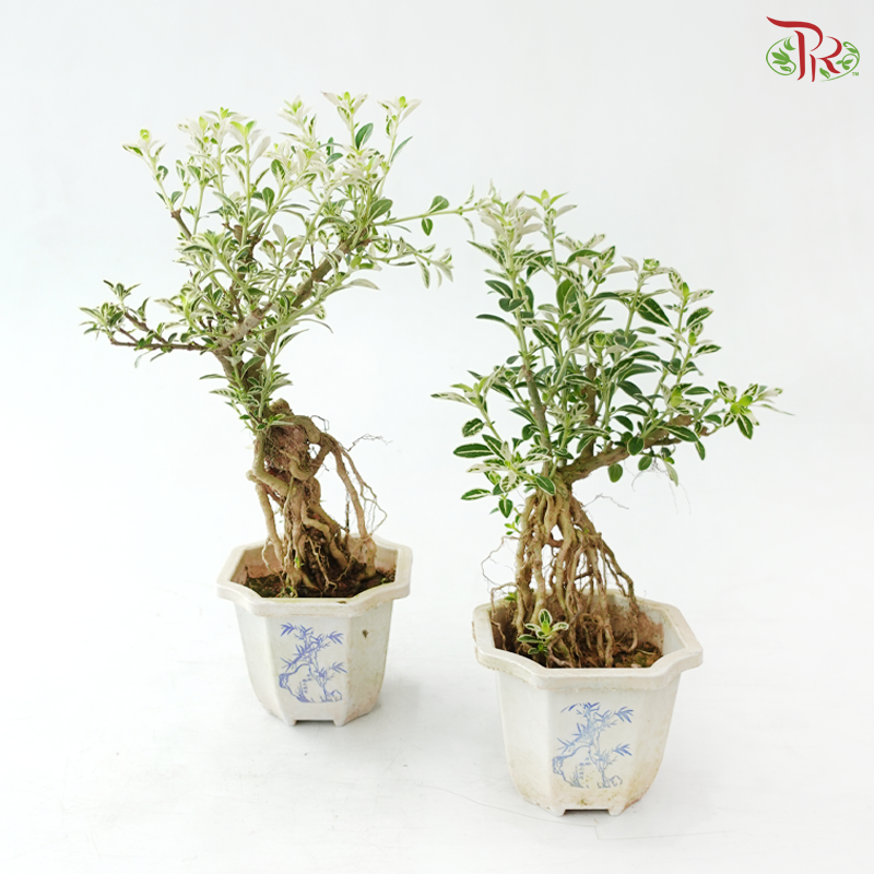 Serissa Japonica Root P105A《六月雪》