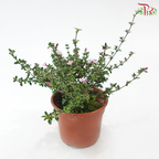 Serissa P120《六月雪》