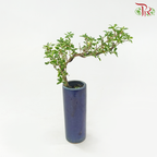 Serissa Varie Bonsai《蓝盆造型六月雪》