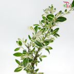 Serissa Varie Cliff《悬崖造型六月雪》