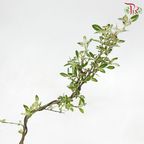 Serissa Varie Cliff《悬崖造型六月雪》