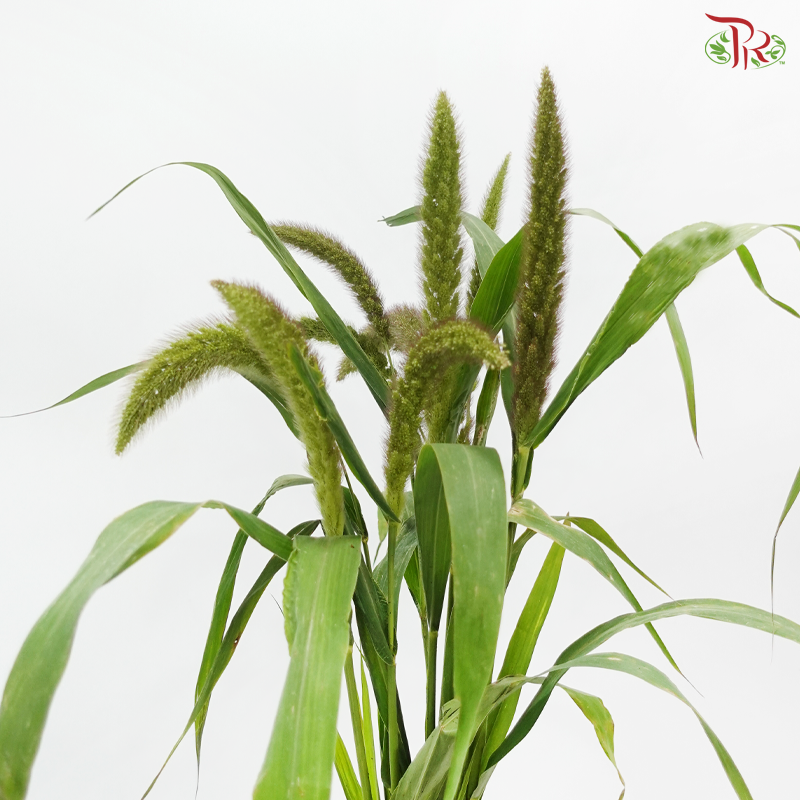 Setaria Italica - (Per Bunch)