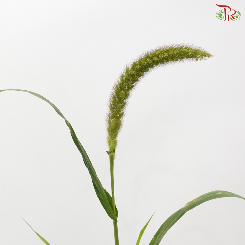 Setaria Italica - (Per Bunch)