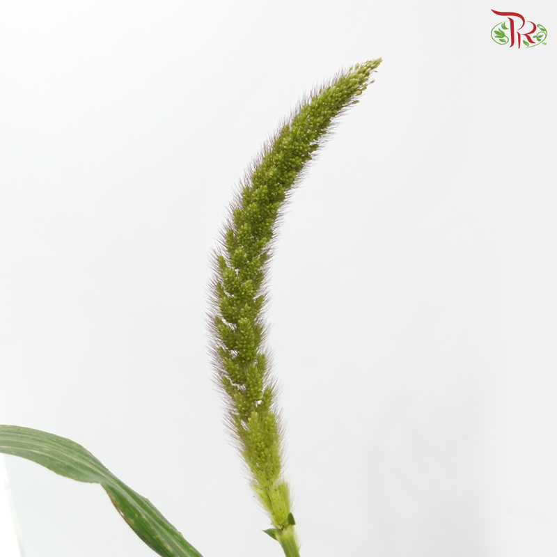 Setaria Italica - (Per Bunch)