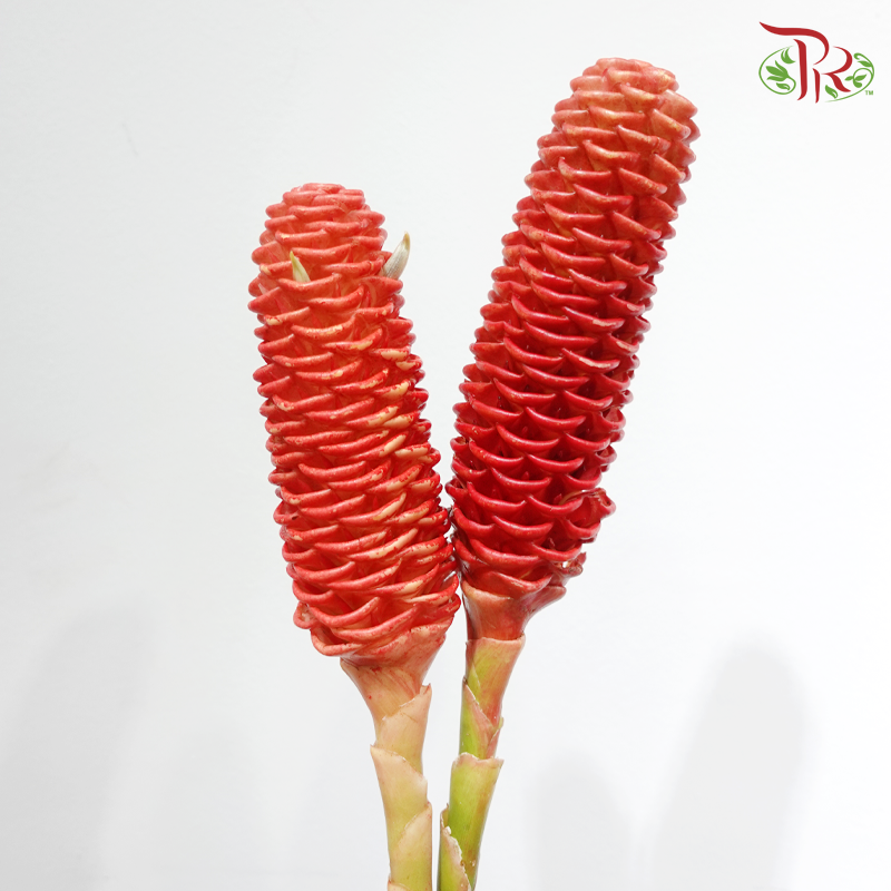 Shampoo Ginger - Orange Red (2 Stems)