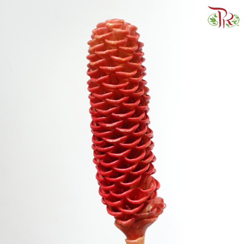 Shampoo Ginger - Orange Red (2 Stems)