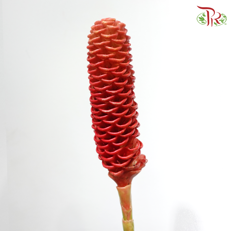 Shampoo Ginger - Orange Red (2 Stems)