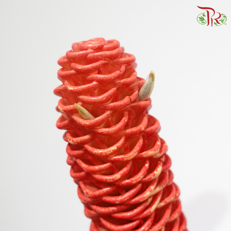 Shampoo Ginger - Orange Red (2 Stems)