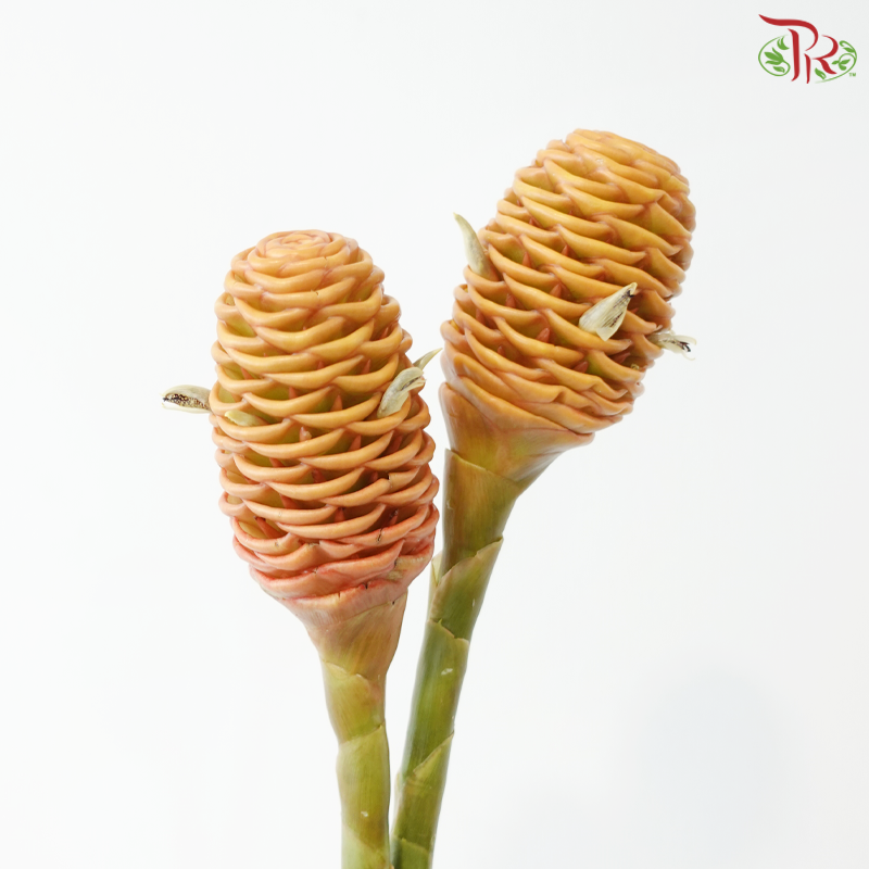 Shampoo Ginger Peach (2 Stems)