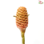 Shampoo Ginger Peach (2 Stems)