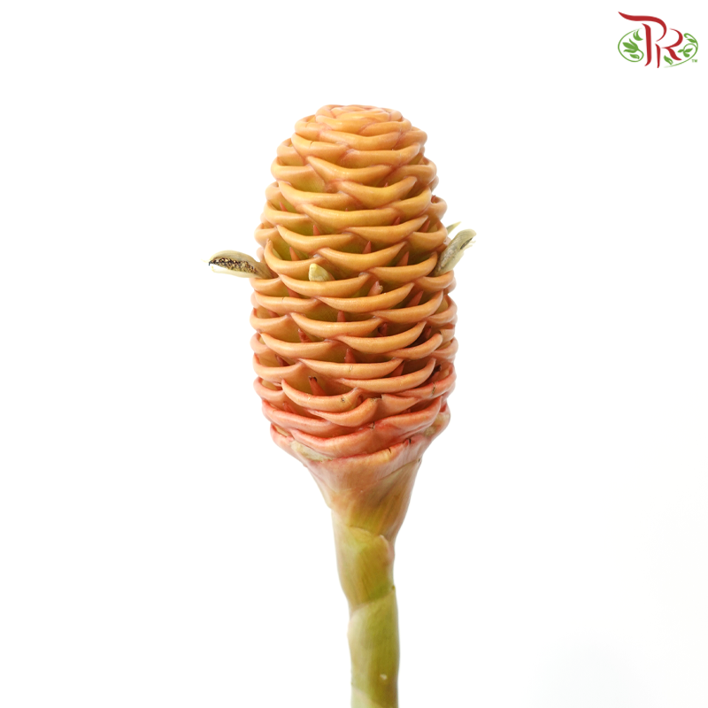 Shampoo Ginger Peach (2 Stems)