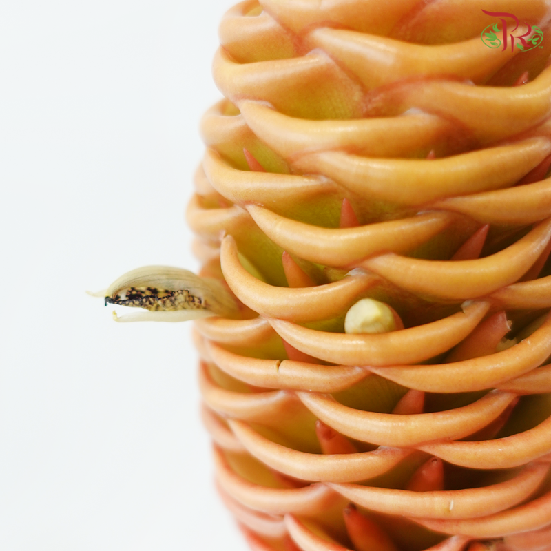 Shampoo Ginger Peach (2 Stems)