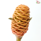 Shampoo Ginger Peach (2 Stems)