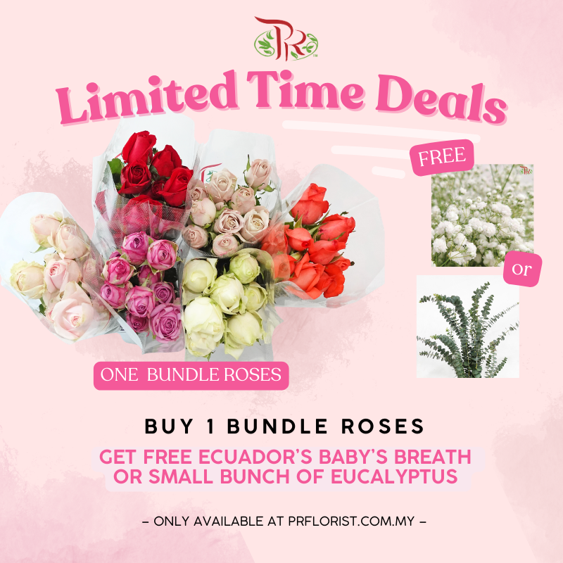 【Limited Time Deals】Roses (10 Stems) With Free Ecuador's  Baby's Breath / Eucalyptus