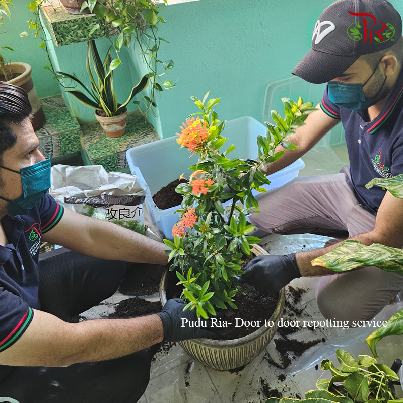 Plant Repotting Service (Door-to-door Service)