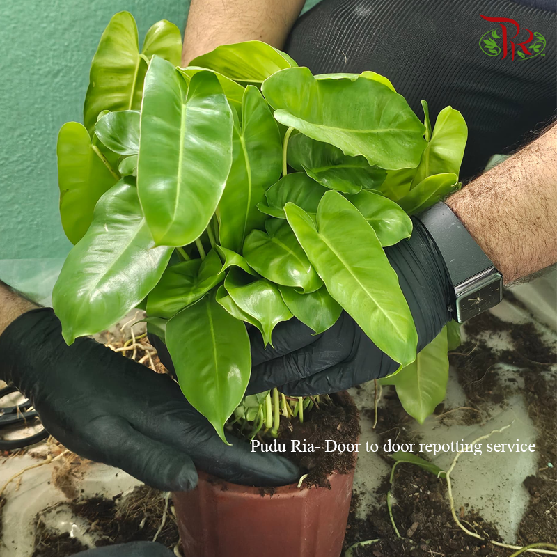 Plant Repotting Service (Door-to-door Service)
