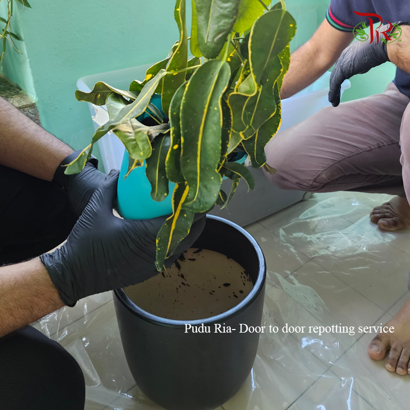 Plant Repotting Service (Door-to-door Service)