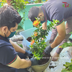 Plant Repotting Service (Door-to-door Service)