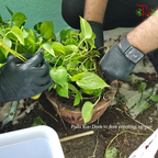 Plant Repotting Service (Door-to-door Service)