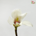 Magnolia Flower Yulan (玉兰枝) - (Per Bunch)