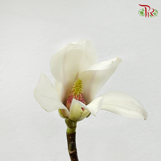 Magnolia Flower Yulan (玉兰枝) - (Per Bunch)