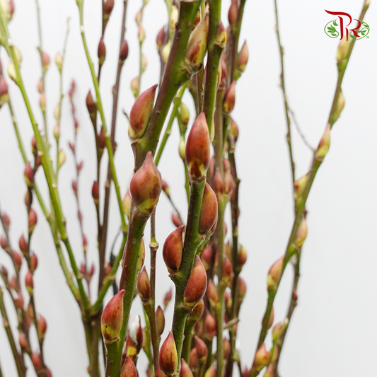 Pussy Willow Natural - Spray 6 ft - Pudu Ria Florist