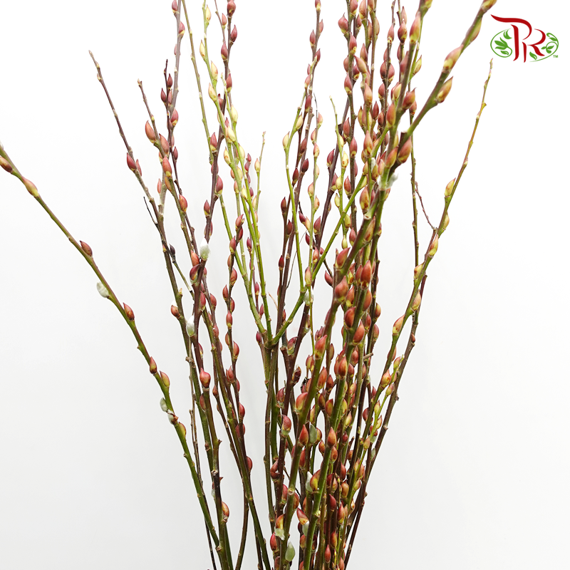 Pussy Willow Natural - Spray 6 ft - Pudu Ria Florist