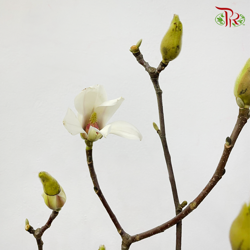 Magnolia Flower Yulan (玉兰枝) - (Per Bunch)
