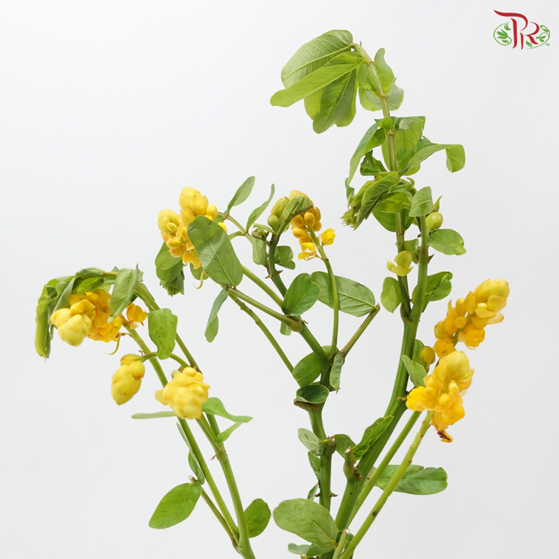 Siamese Senna (3 Stems)