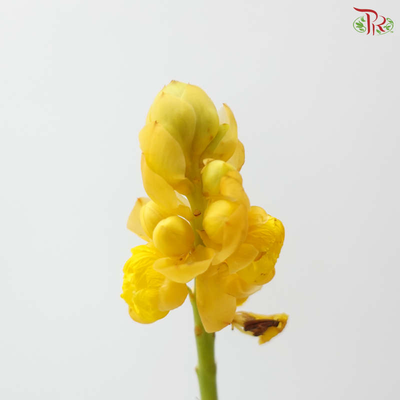 Siamese Senna (3 Stems)